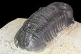 Bargain, Reedops Trilobite Fossil - Good Eye Facets #68655-2